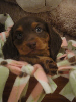 Meet Studley Dudley! Chocolate and Tan