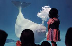 Frozen Ice Aquariam in Japan