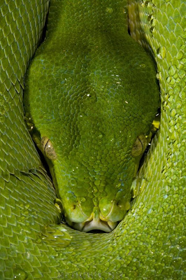 natural beauty in green color