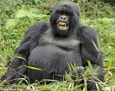 Drunken Gorillas 1