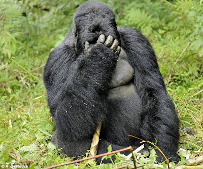 Drunken Gorillas 3