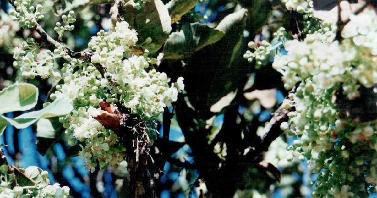 Garrafa pequena de xarope para tosse caseiro feito de topos de abeto em um  toco de árvore com brotos de pinheiro jovens