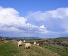 Sheep on a hillside.