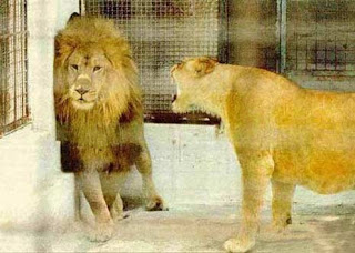 lionafter.jpg