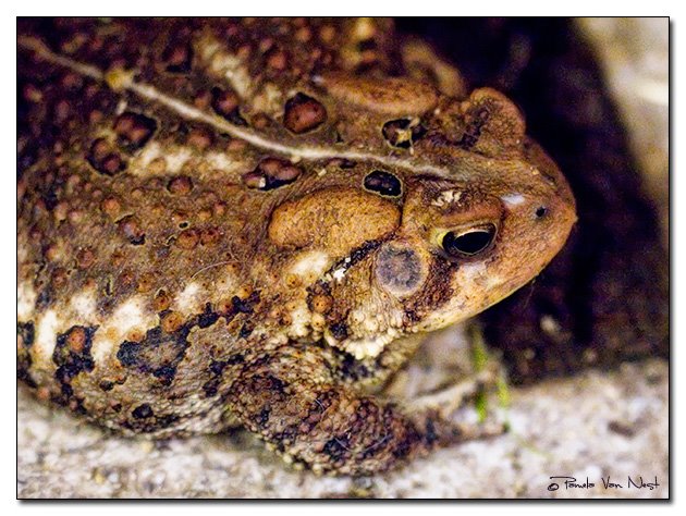 [Toad.jpg]