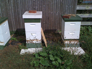 bee hives prepared for winter