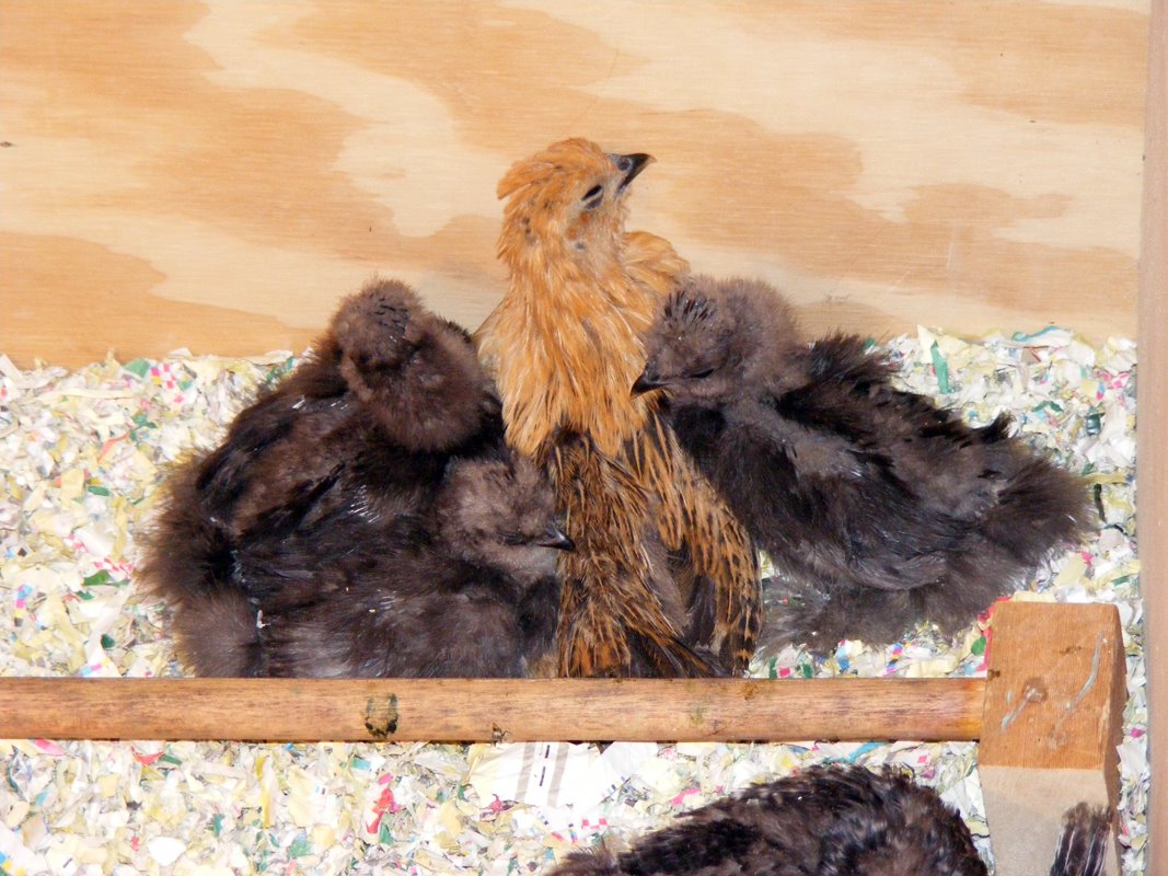 [4wksilkies]
