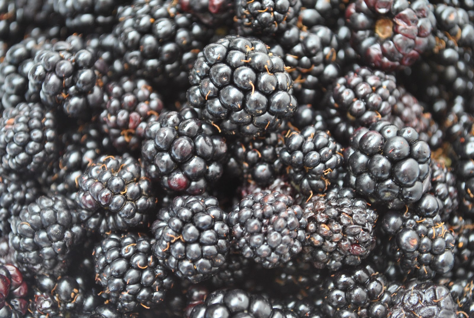 Baking Powders Blackberry jam or how simple things can be amazing
