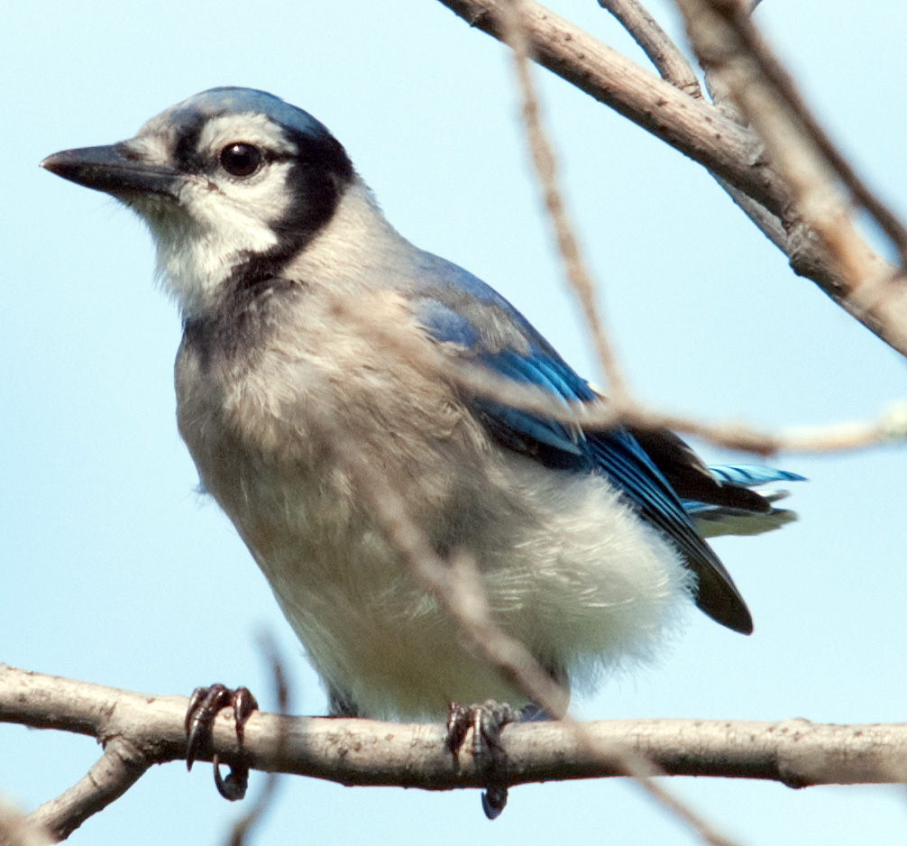 Me, Boomer and The Vermilon River: The Same Family: Blue Jays, Ravens