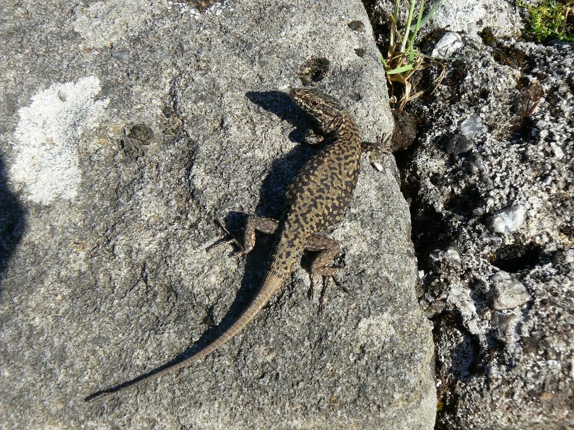 http://4.bp.blogspot.com/_6DXqC4HNNFA/S-8b8vw8haI/AAAAAAAAAlU/6wWZwPKGTzo/s1600/commonwalllizard.jpg