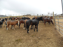 All the pretty horses