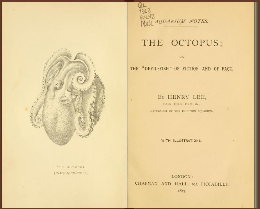 Octopus nervous system image