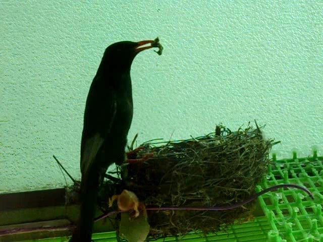 [媽媽釣小鳥+I+002_0006.jpg]