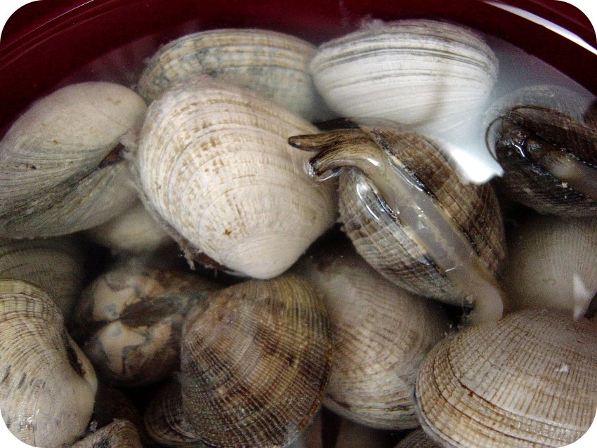 beFOODled How to store clams in a clam bath