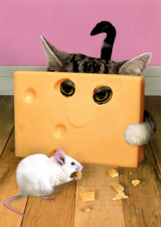 [ABC08~ABC-Cat-peering-through-cheese-Posters.jpg]