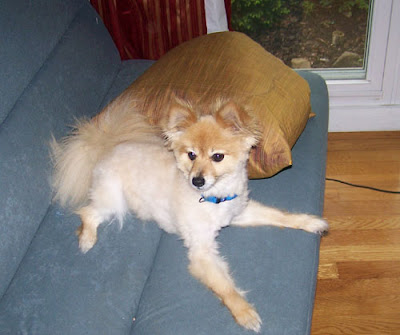how to shave a pomeranian like boo pomeranian like a breeds picture how to shave a pomeranian like boo pomeranian like a breeds picture