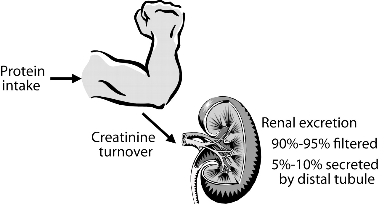 [Creatinine.jpg]