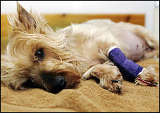 Animals are dying of food poisoning: Washington Post Photo Gallery Dog that died of Kidney failure