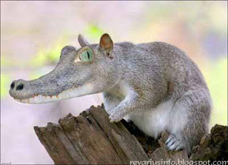 TIKUS BERKEPALA BUAYA
