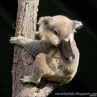 KOALA BERKEPALA ITIK