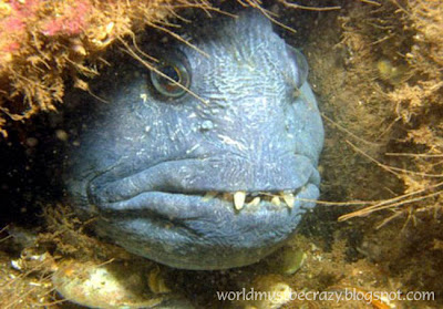 World's Most Disgusting Fish 4+%281%29