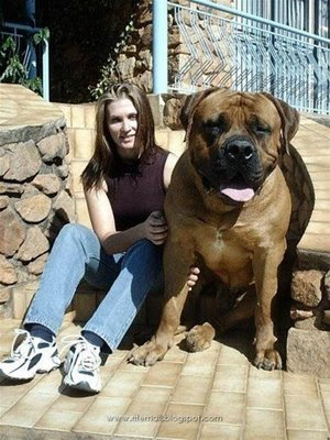 World's Biggest Dog - Is it Real??