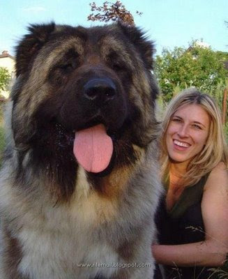 Fattest Dog In The World. World's Biggest Dog - Is it