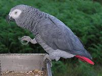 african-grey-parrot-800px-ave_070910_008.jpg