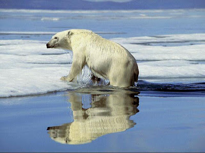 10 Hewan Tertangguh Polar+Bear