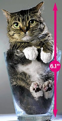 Kucing Terkecil di Dunia