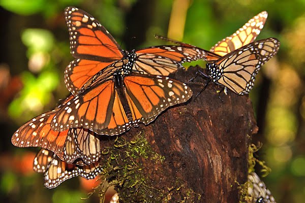 [mexico-monarchs-cerro-pelon-close.jpg]