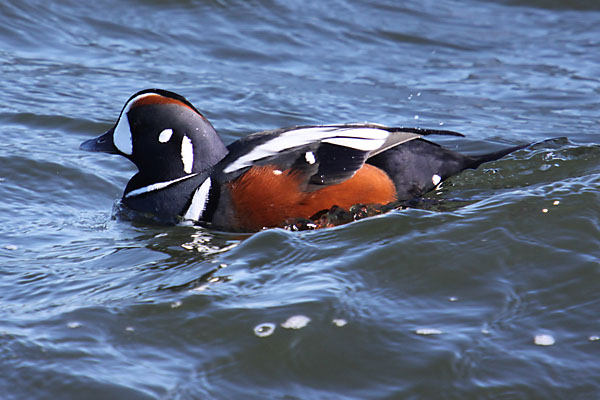 [harlequin-duck.jpg]