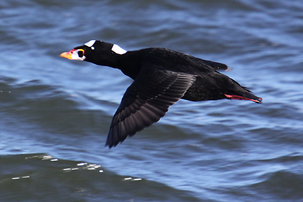 [surf-scoter.jpg]