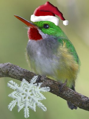 [Santa_tody-small.jpg]
