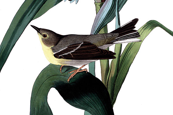 [Vigors-Vireo.jpg]