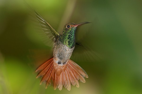 [Rufous-tailed_hummer.jpg]