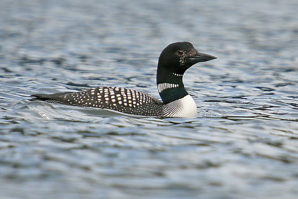 [Common_loon.jpg]