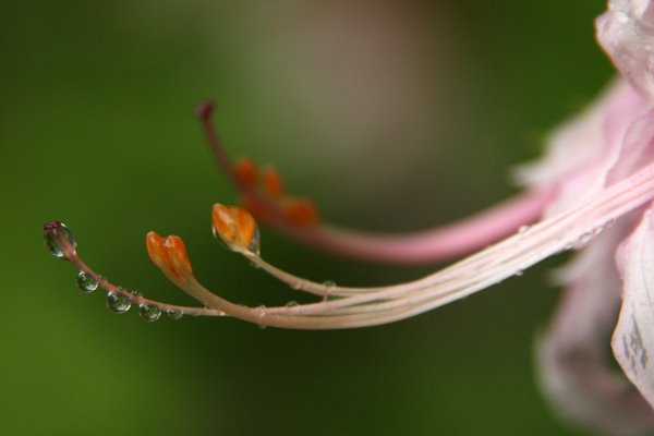 [azalea_stamen.jpg]