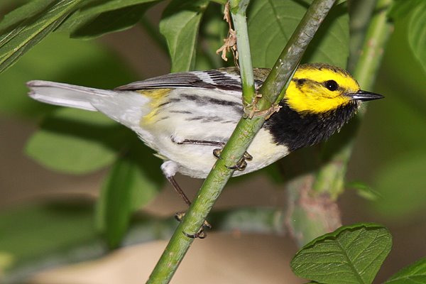 [b-t-green_warbler.jpg]