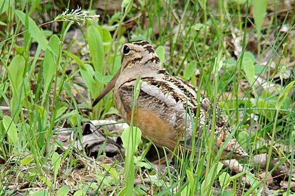 [woodcock2009.jpg]