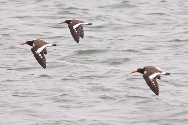 [oyster_catchers.jpg]