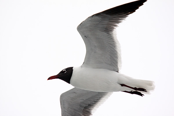 [laughing_gull.jpg]