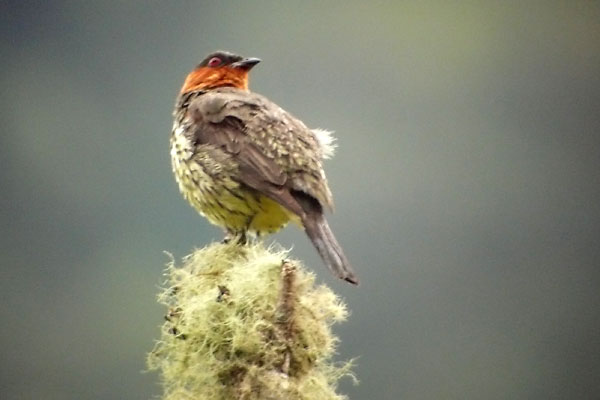 [PU_2009-3_chestnut-crested_cotinga.jpg]