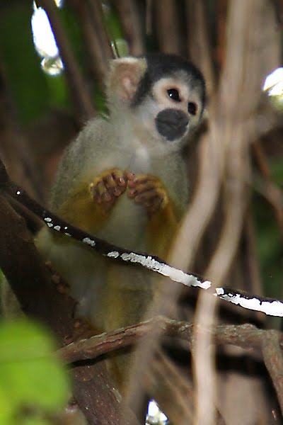 [PU_2009-9.3_squirrel-monkey.jpg]