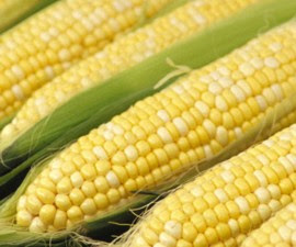 Image result for hasil silang jagung hibrida super
