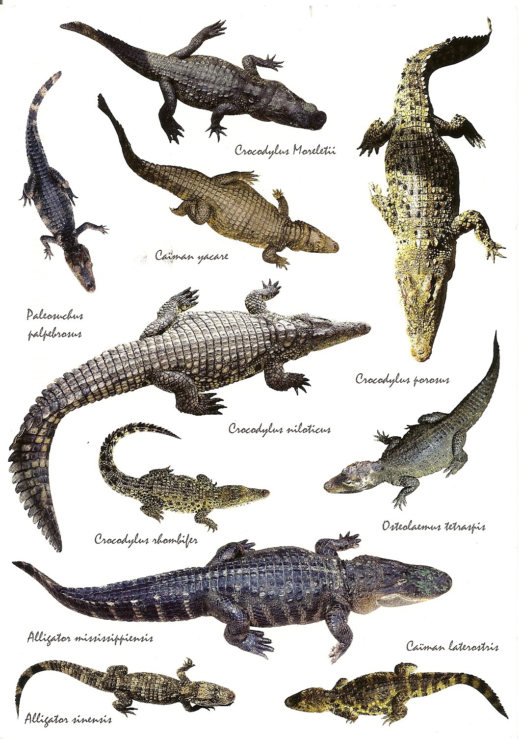 kinds of crocodile