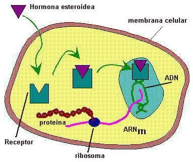 Hormonas proteicas y esteroidales