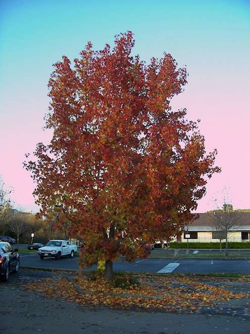 Tree in Fall