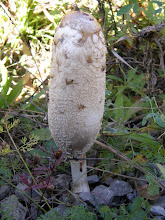 Fungus in the Forest