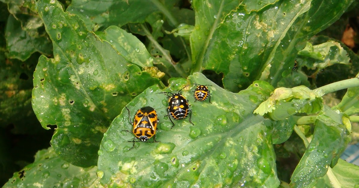 harlequin